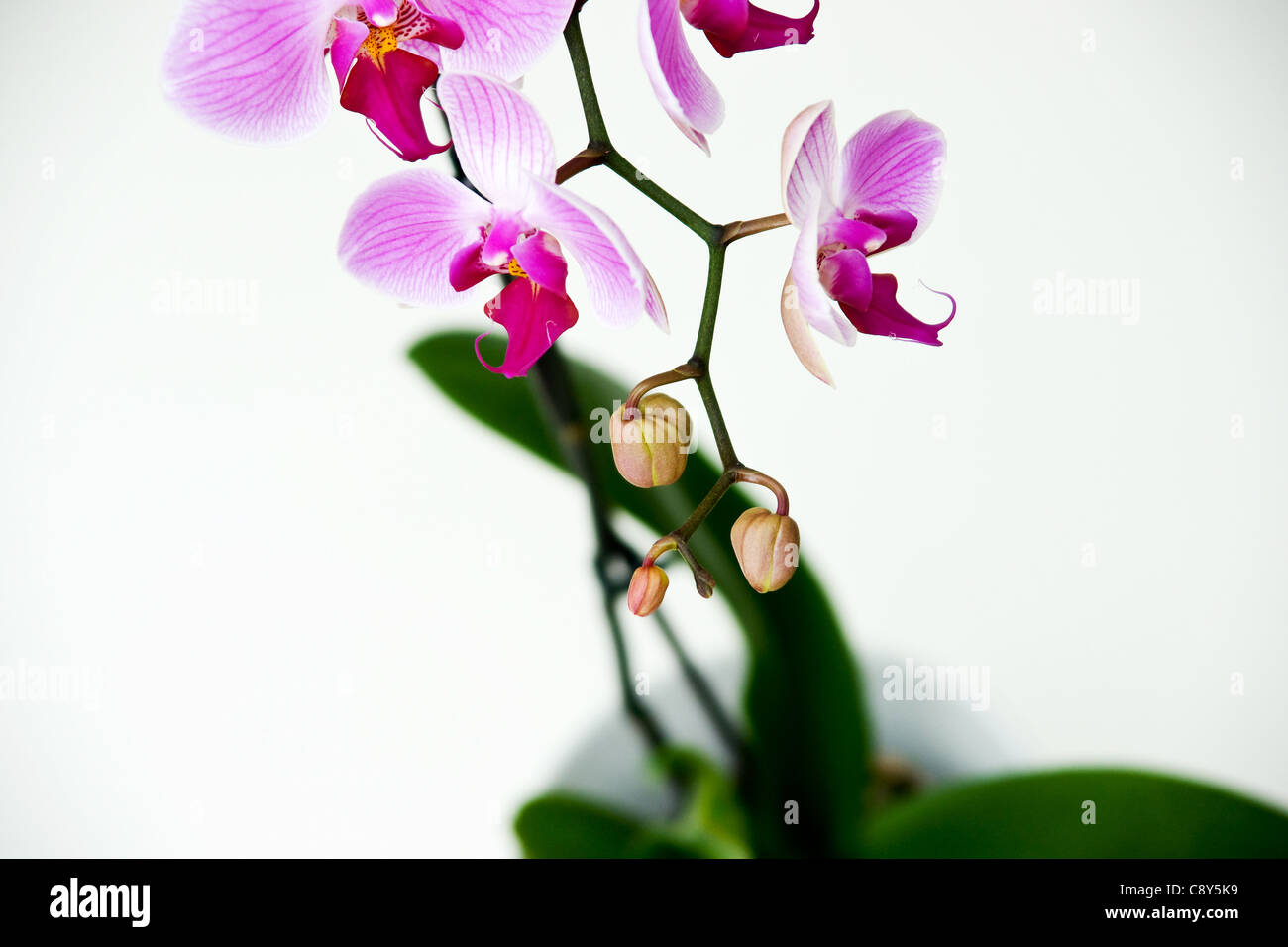 Pink orchid isolated on a white background Stock Photo - Alamy