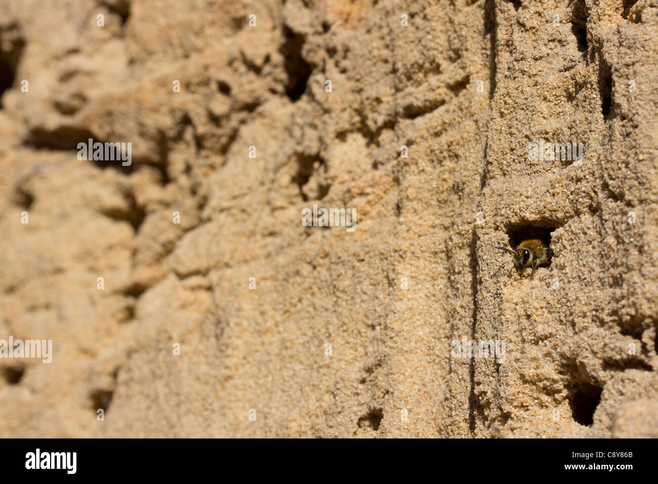 Mining bee (Colletes hederae) emerging from its burrow in a vertical wall of sandy earth. Dorset, UK. Stock Photo