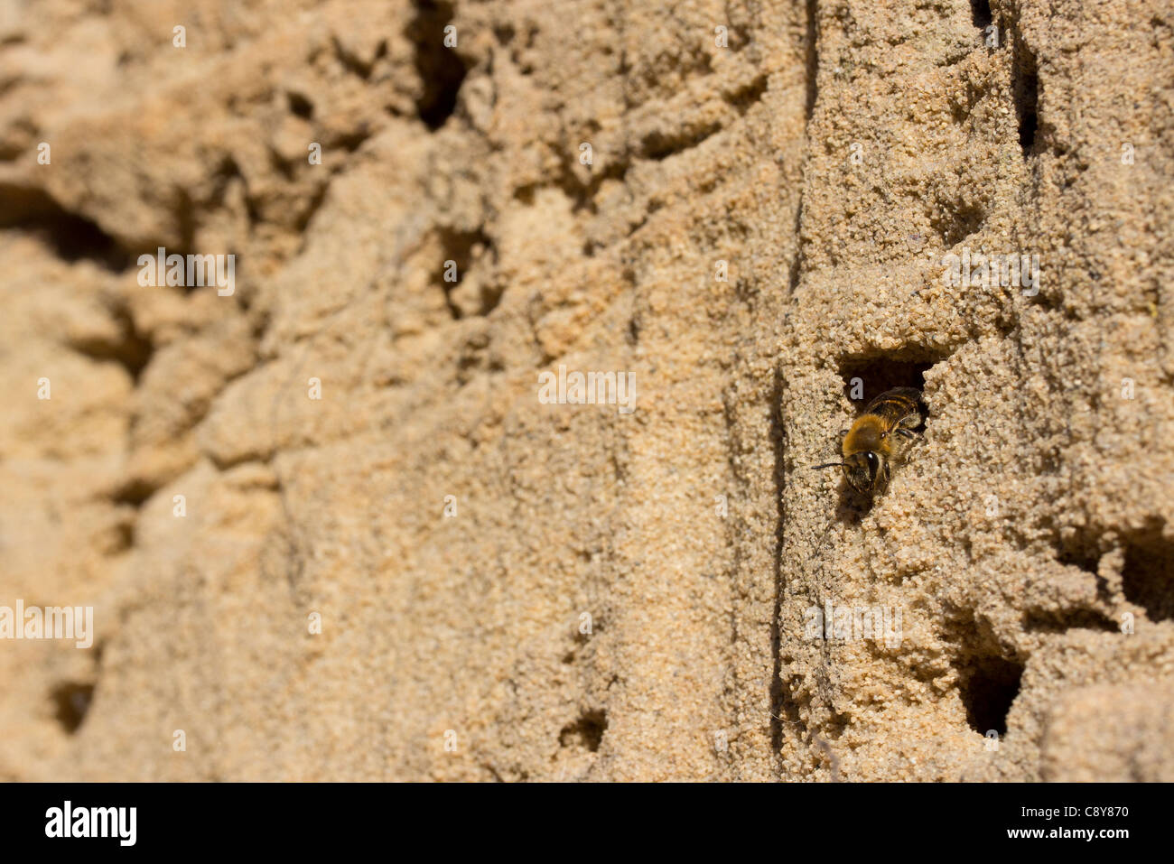 Mining bee (Colletes hederae) emerging from its burrow in a vertical wall of sandy earth. Dorset, UK. Stock Photo