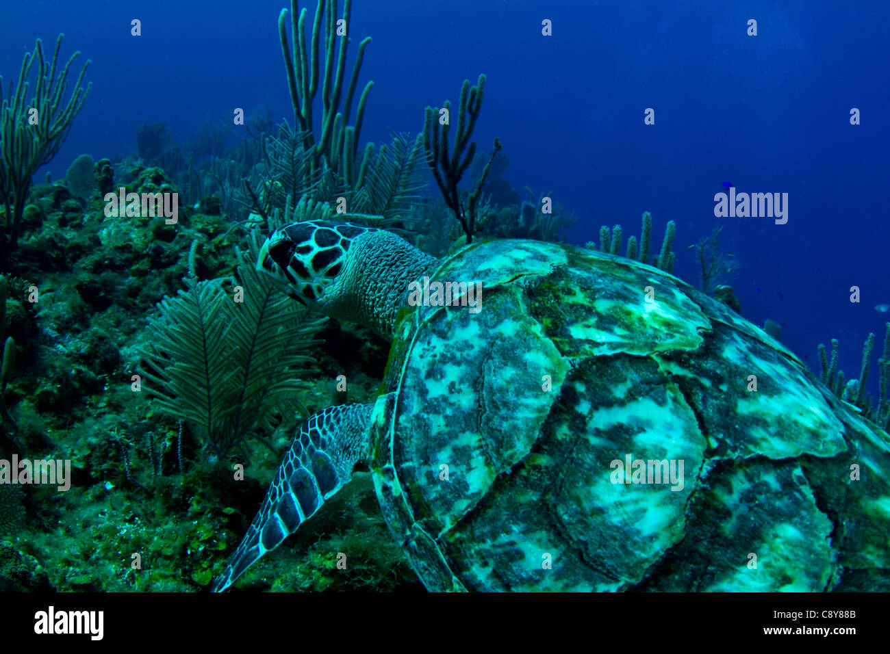 A hawksbill turtle swims on a tropical reef in Central America Stock Photo