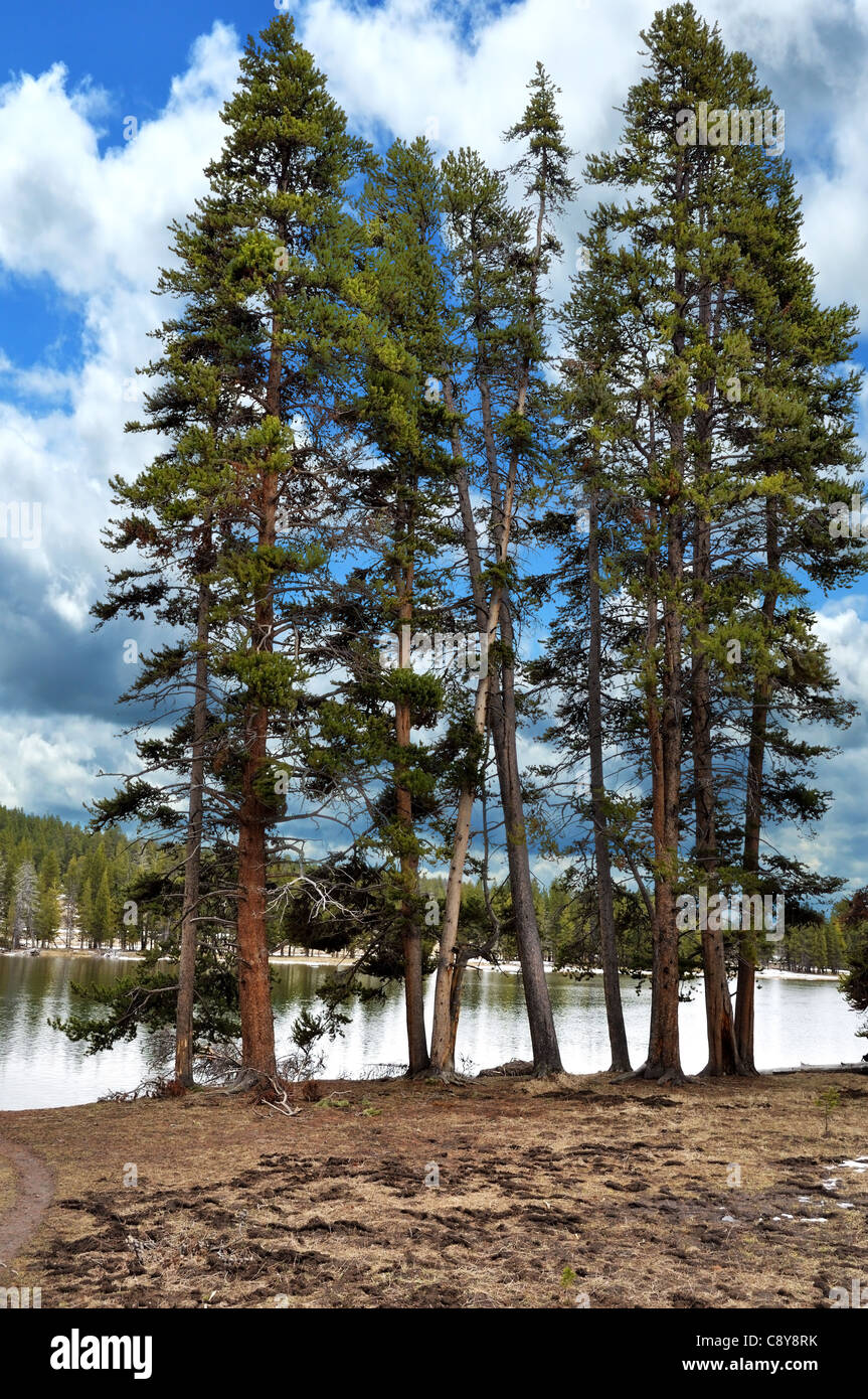 Pine Trees By The Lake And A Beautiful Sky Stock Photo - Alamy