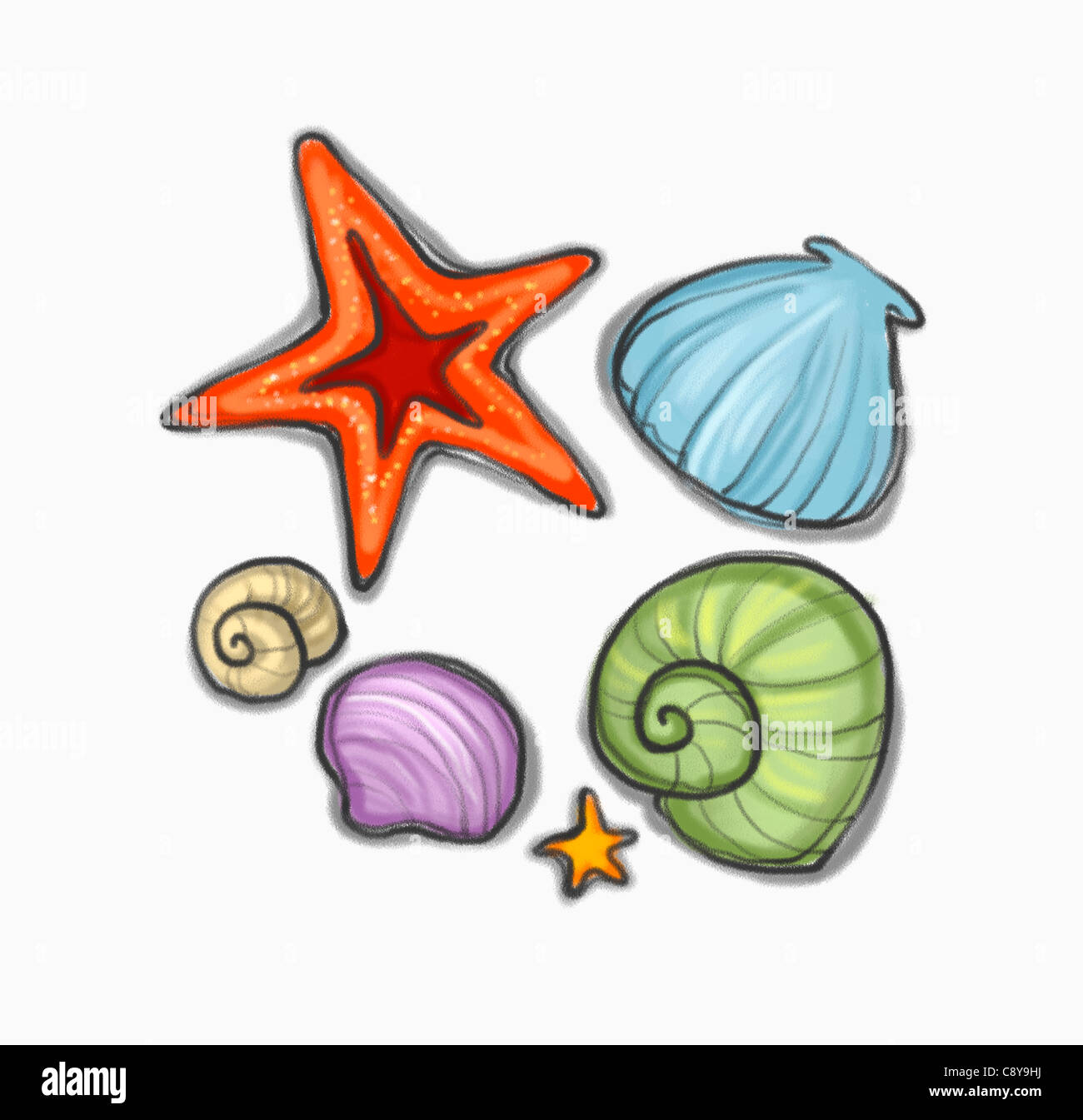 Drawing with various shells Stock Photo - Alamy