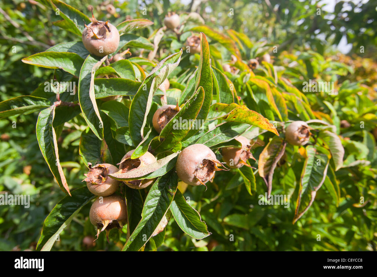 Medlar Fruit Tree : Medlar Fruit Tree Free Photo On Pixabay : When the genus mespilus is included in the genus crataegus, the.