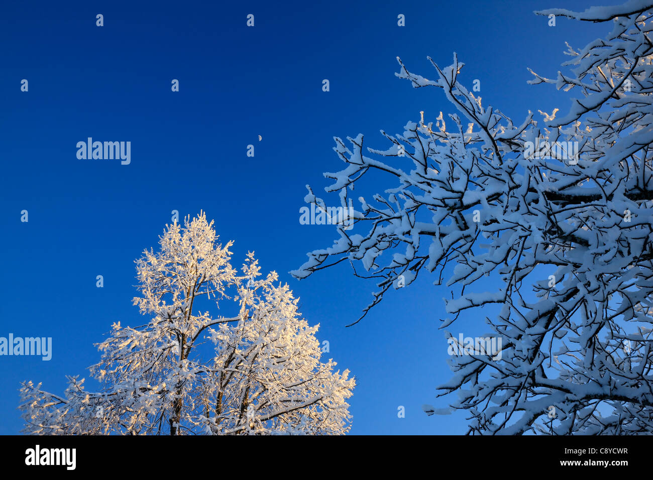 Winter trees Stock Photo