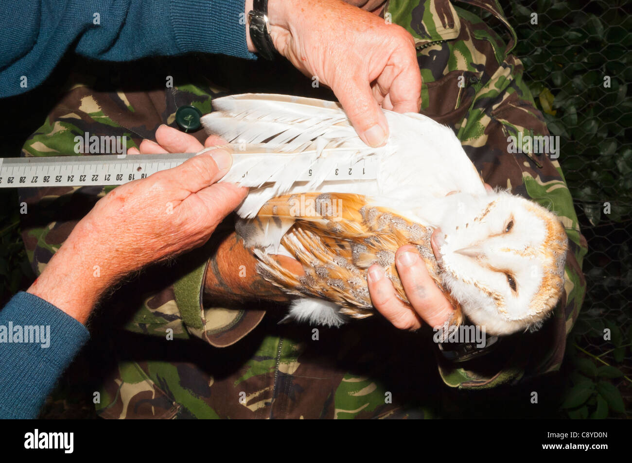A BTO volunteer measures wings when ringing a Barn Owl Tyto alba for ...