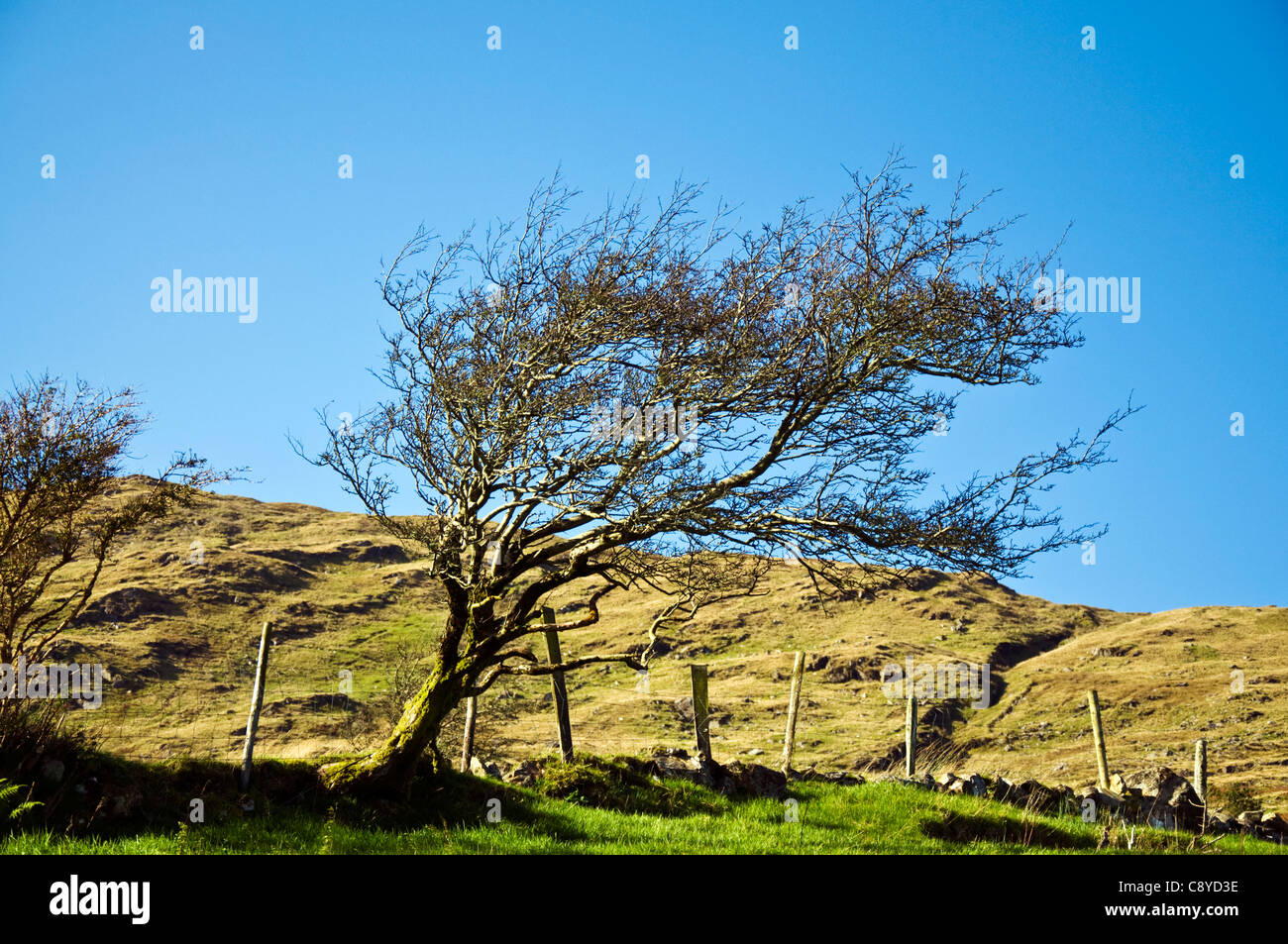 Windy tree blow hi-res stock photography and images - Alamy