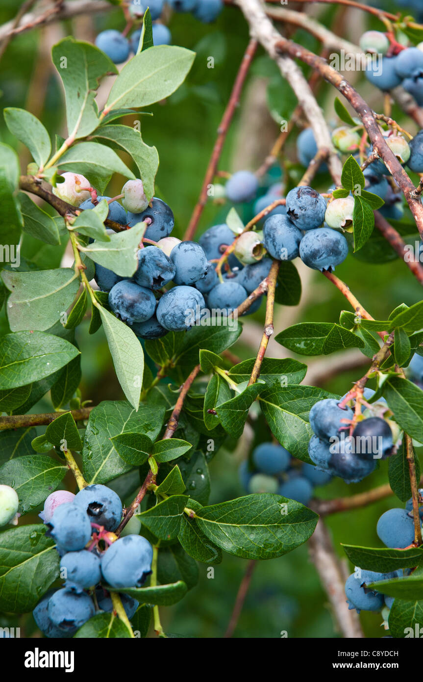 Highbush Blueberries High Resolution Stock Photography and Images Alamy