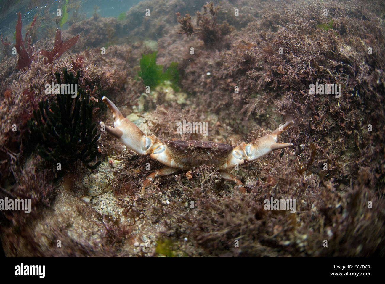 montugu, risso or furrowed crab displaying in a rockpool Stock Photo