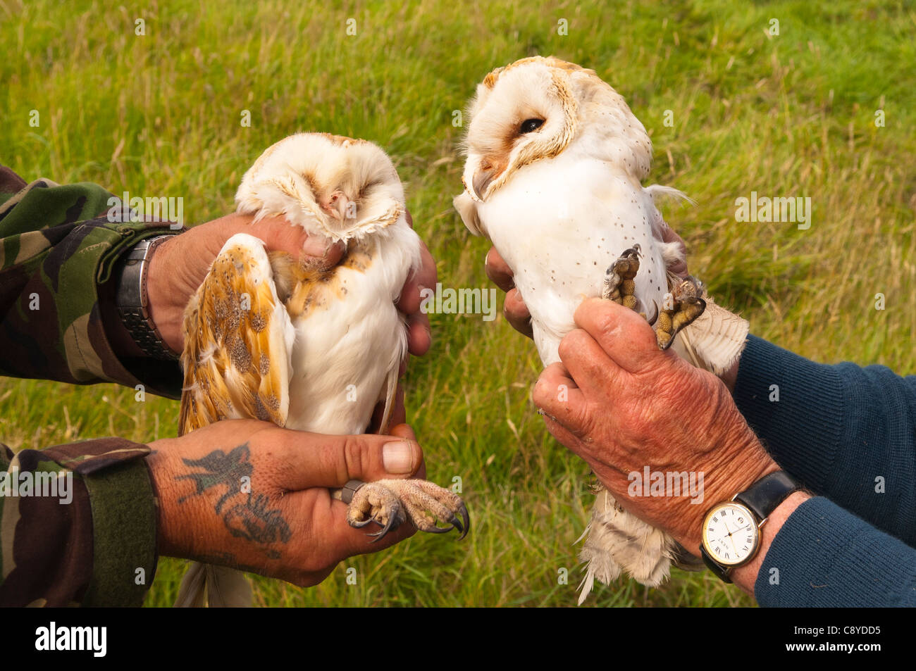 A BTO volunteer ringing a pair of Barn Owls Tyto alba for the ringing ...