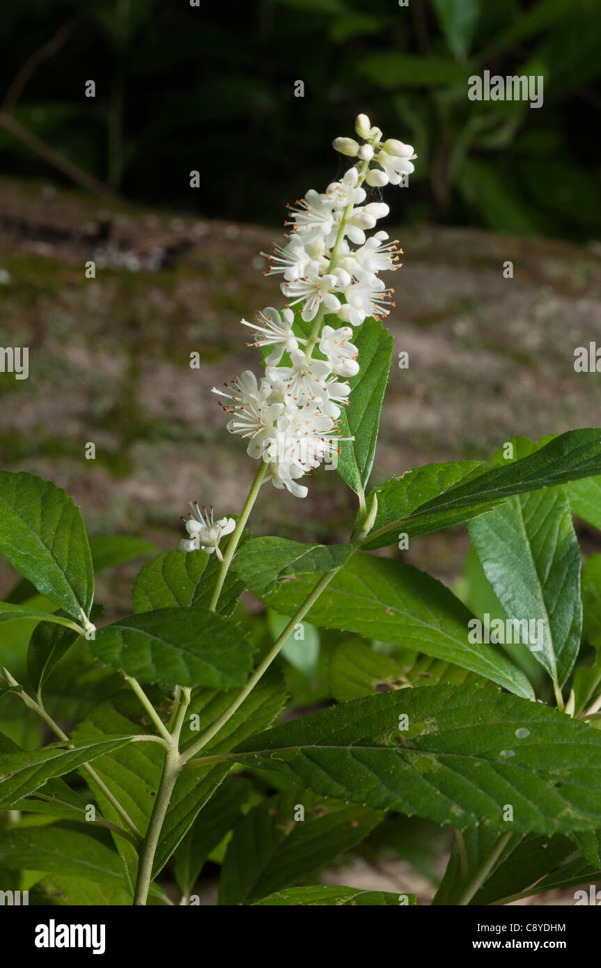 Sweet Pepperbush (Clethra alnifolia) Stock Photo