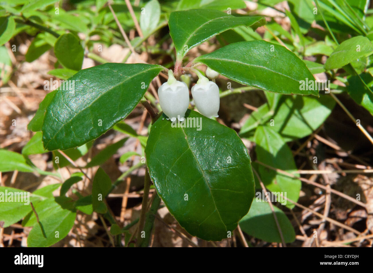 Teaberry (Gaultheria procumbens) Stock Photo
