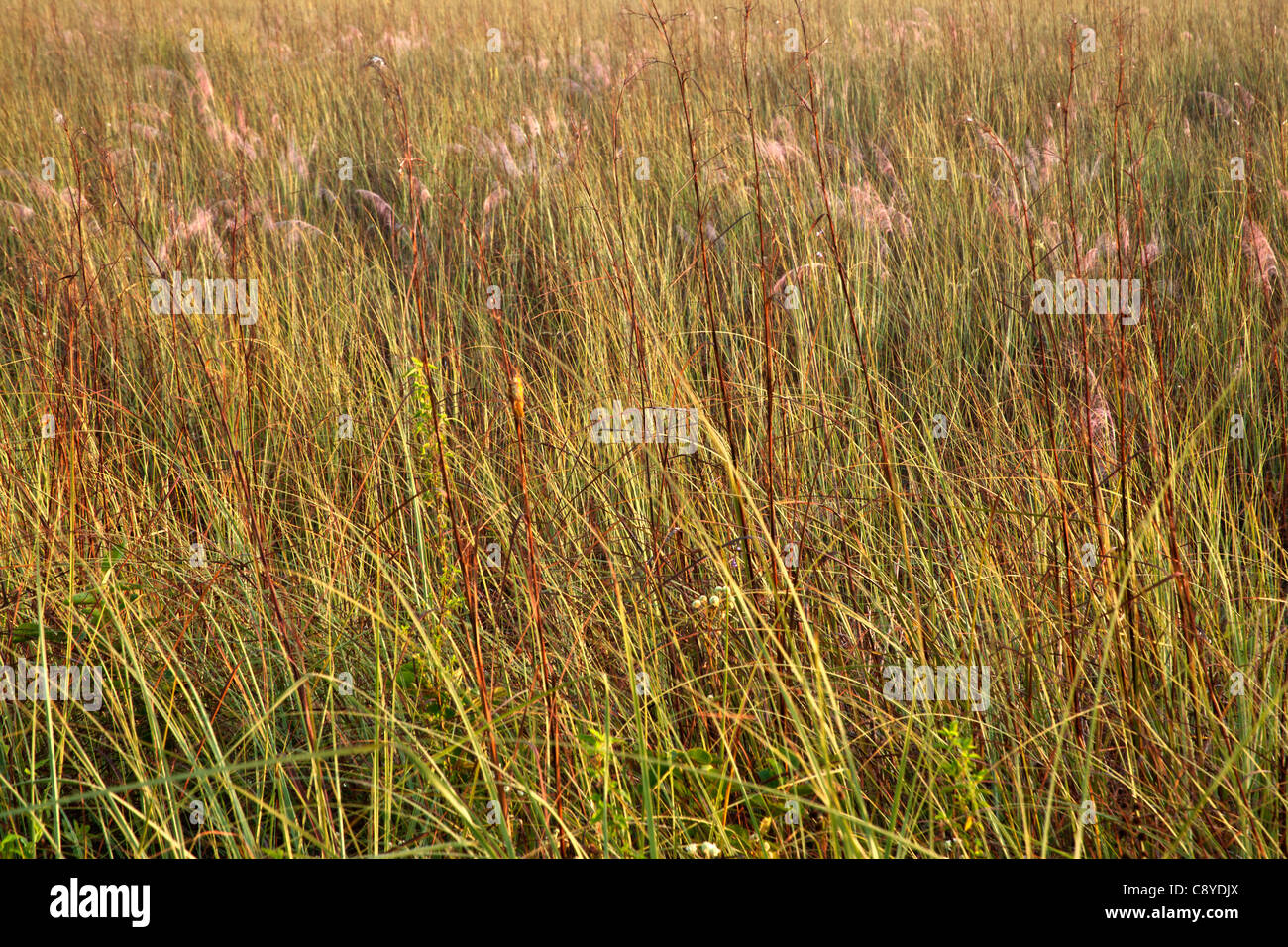 Sawgrass Prairie, morning light Stock Photo