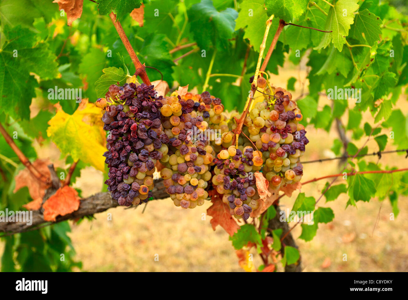 Grapes on stock Tuscany Italy Stock Photo Alamy