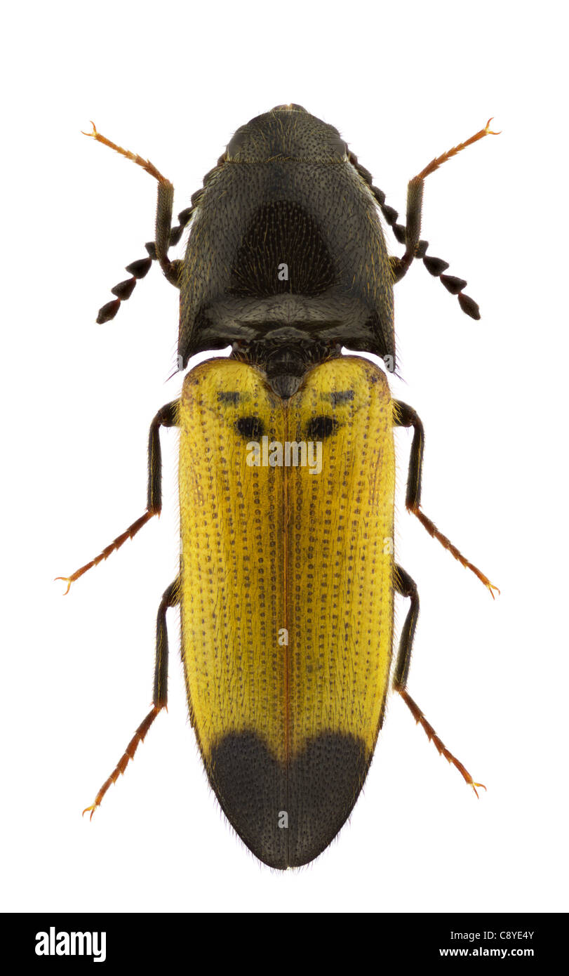 Female of Ampedus quadrisignatus click-beetle isolated on a white background Stock Photo