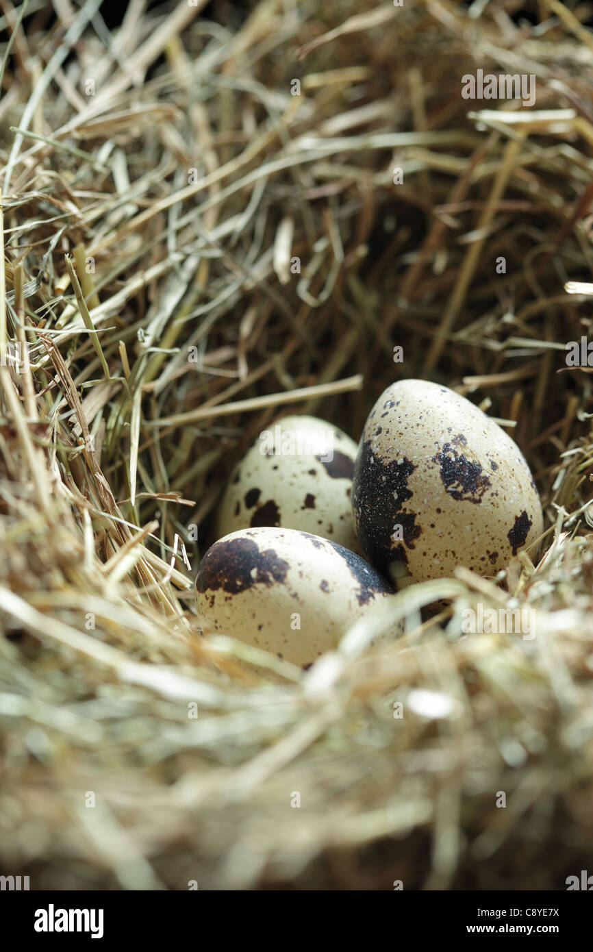Nest with three quail eggs close up Stock Photo Alamy