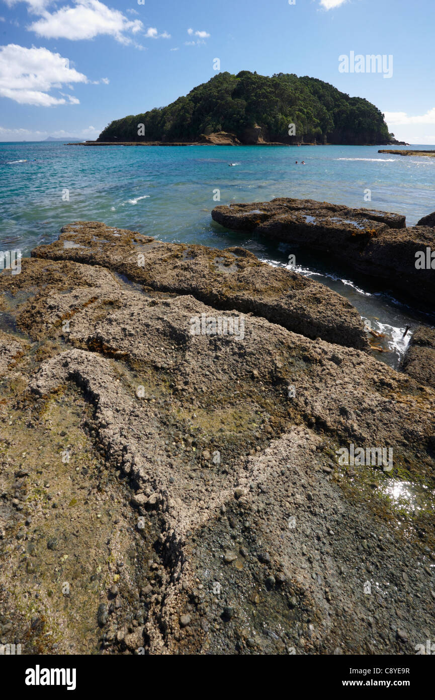 Goat Island North Island New Zealand Stock Photo Alamy