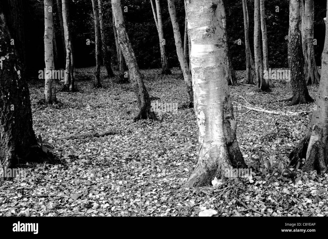 Silver birch or warty birch Black and White Stock Photos & Images - Alamy