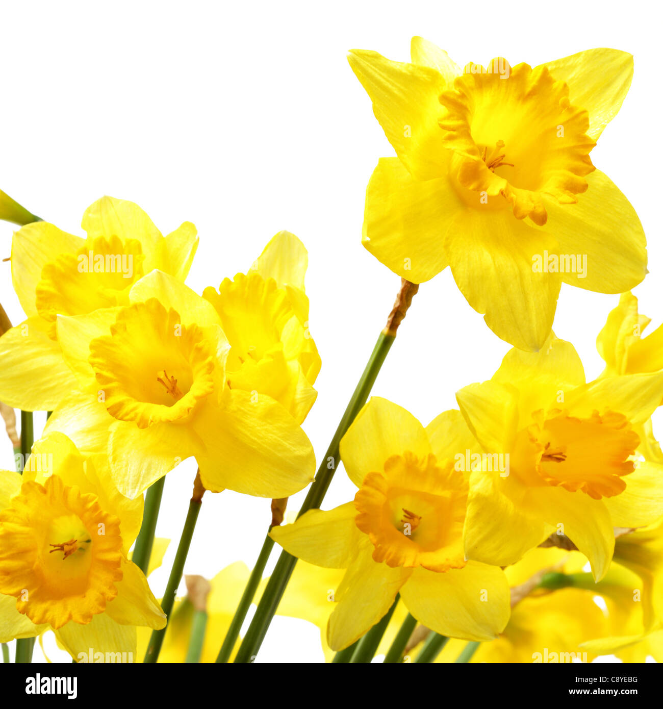 Yellow daffodils isolated over the white background Stock Photo - Alamy