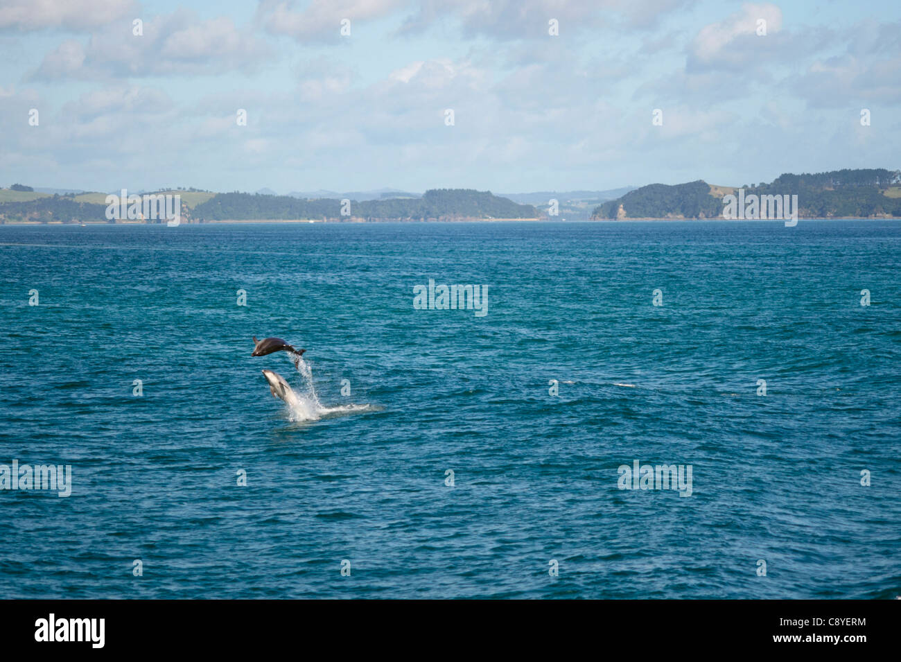 Dolphins playing and jumping in the waters around the Bay of Islands, New Zealand Stock Photo