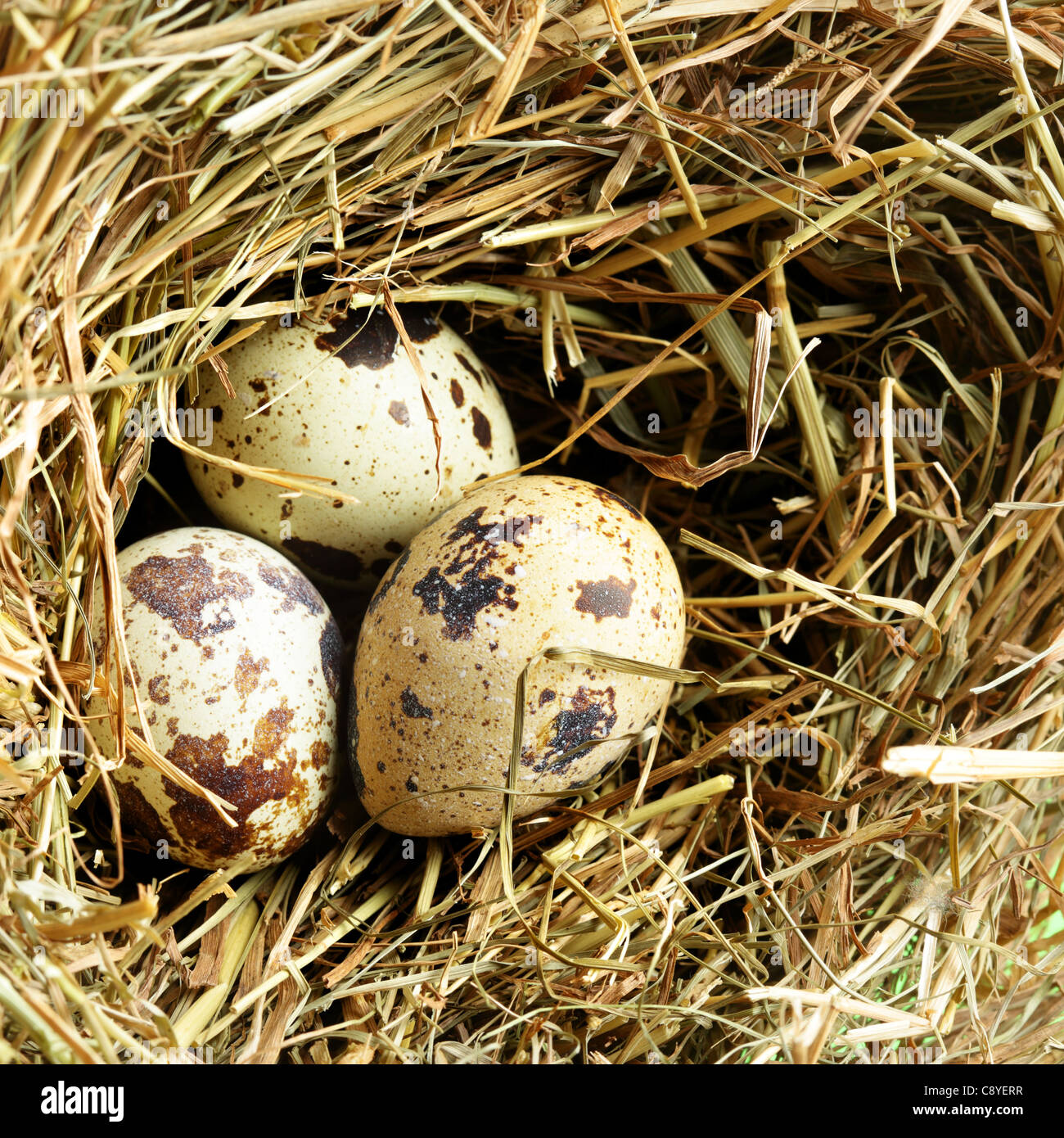 Nest with three quail eggs close up Stock Photo Alamy
