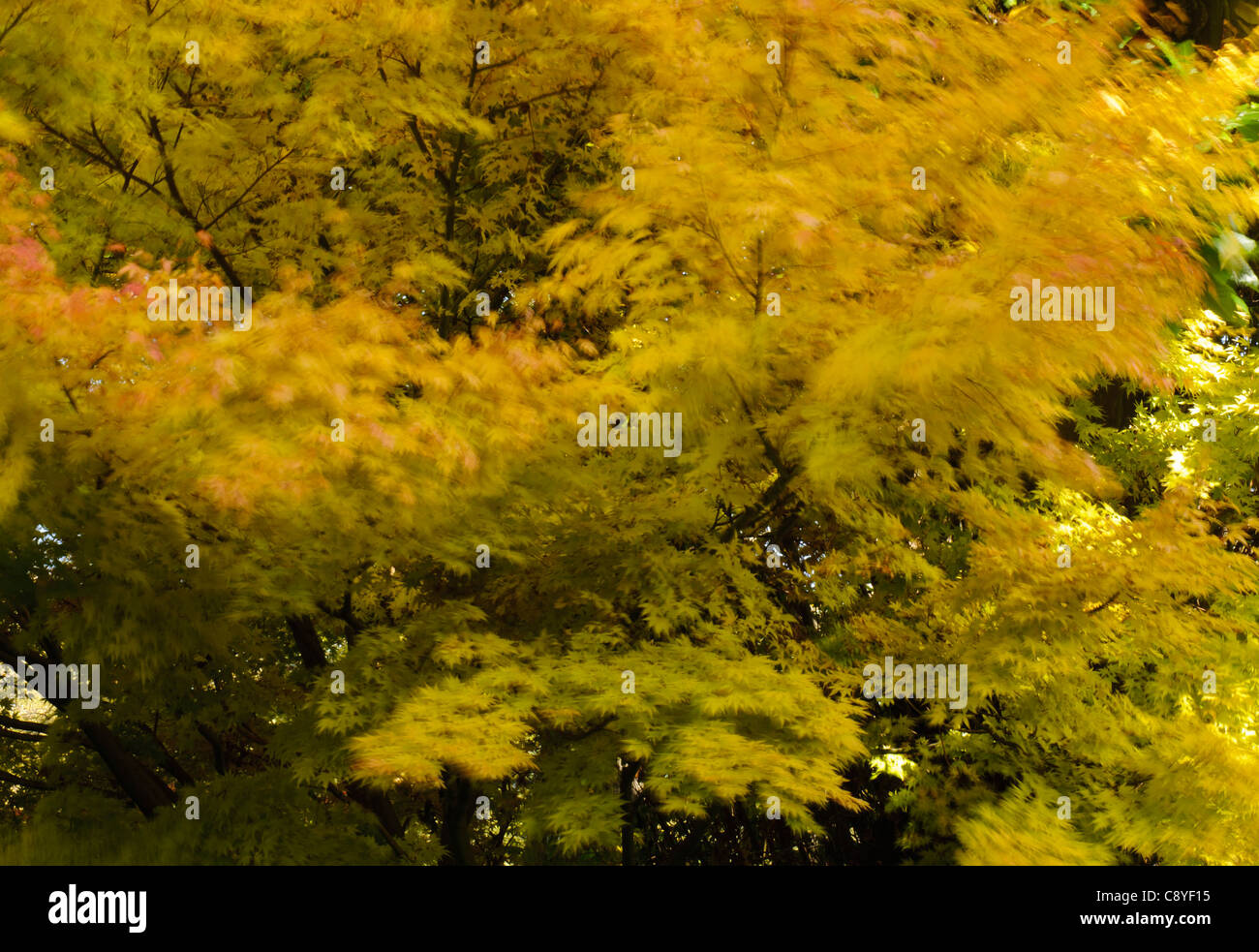 Yellow maple tree leaves blowing in the wind in autumn Stock Photo Alamy