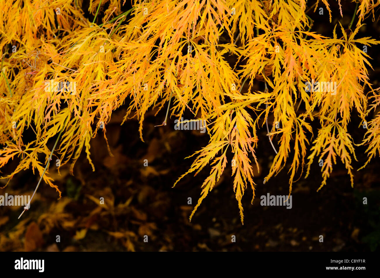 Yellow maple leaves cling to a branch in autumn Stock Photo - Alamy