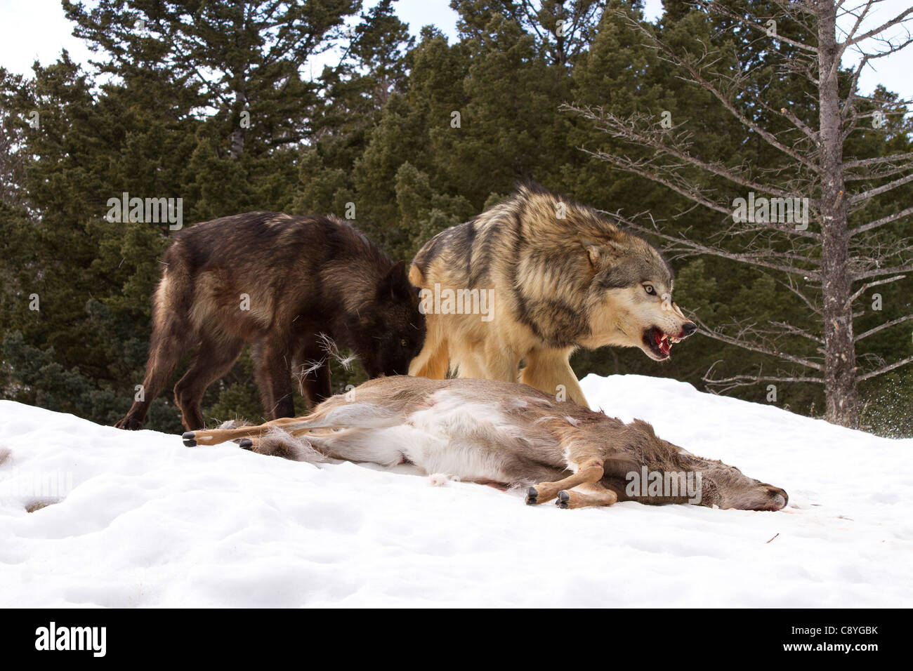 Grey Wolf, Canis lupus feeding with pack members Stock Photo