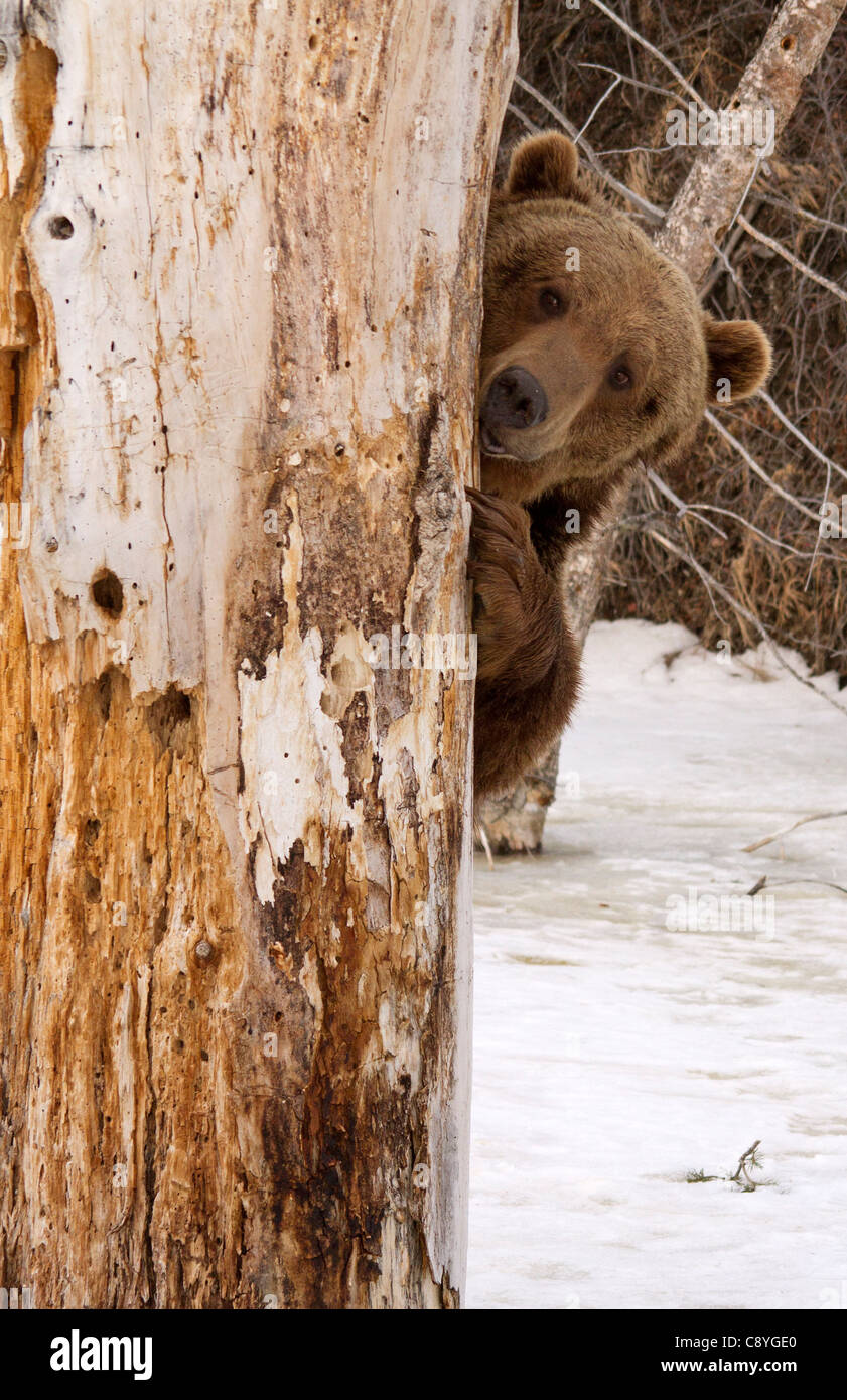 Grizzly Bear, Ursus arctos horribilis hiding behind a tree Stock Photo