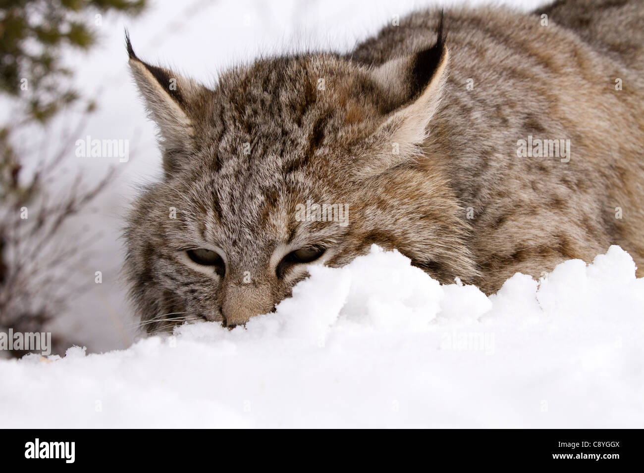 Bobcat, Felis rufus, Lynx rufus, hunting in the snow Stock Photo