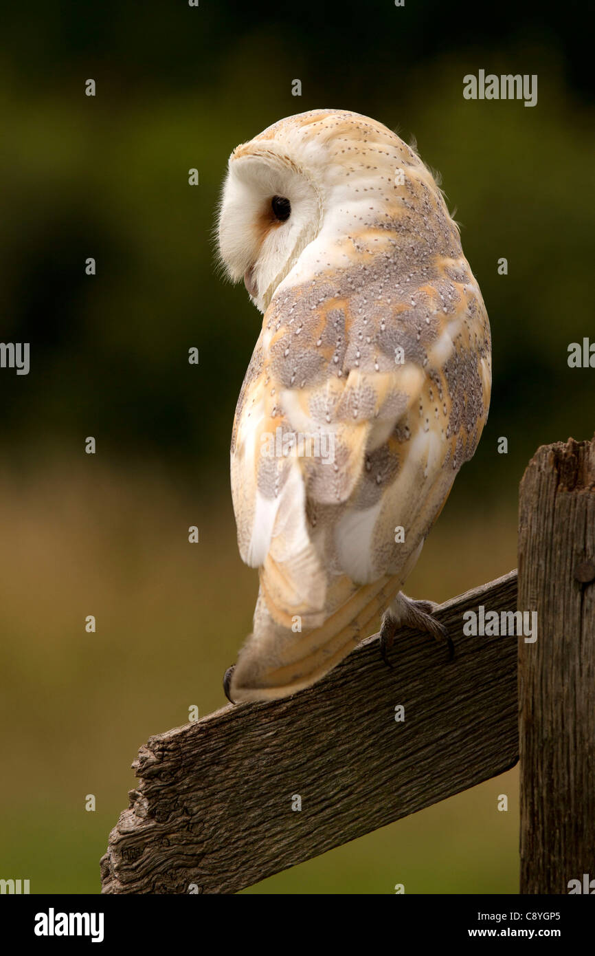 Barn Owl, Tyto alba sitting on a post whilst hunting Stock Photo