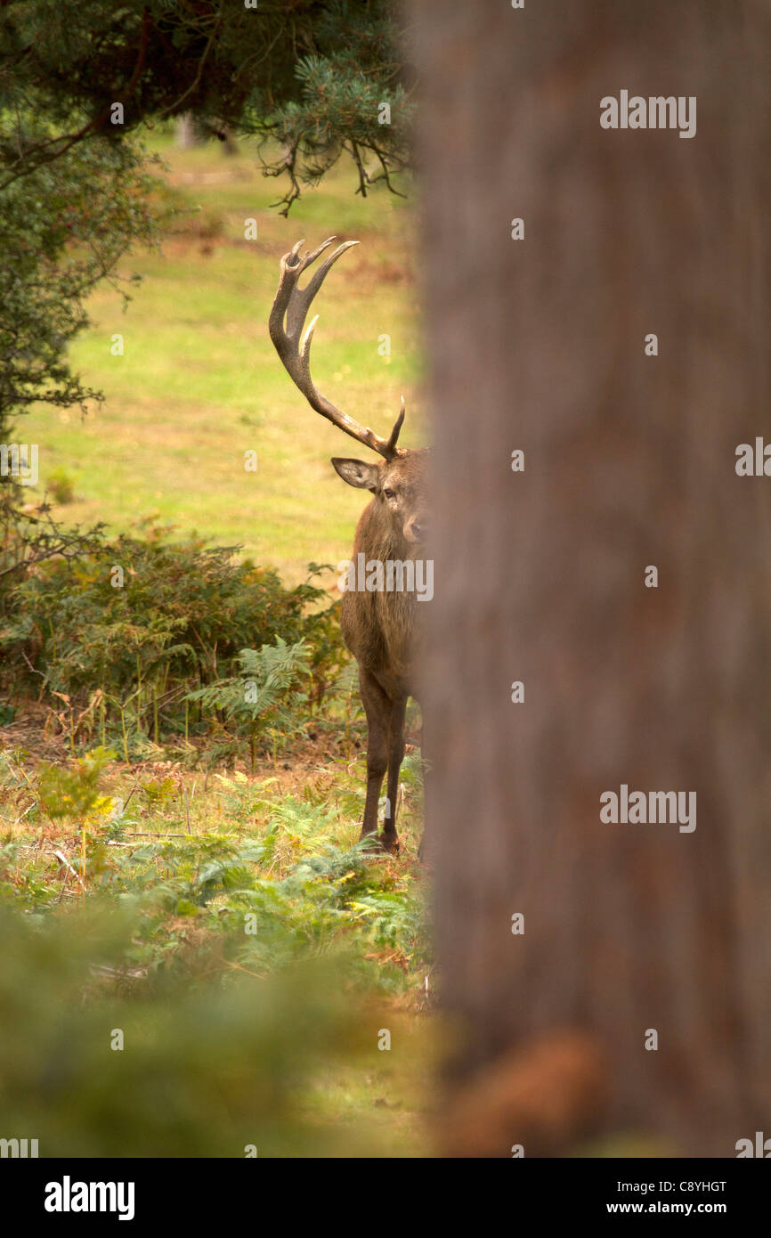 Red Deer stag, Cervus elaphus peeking out from behind a tree Stock Photo