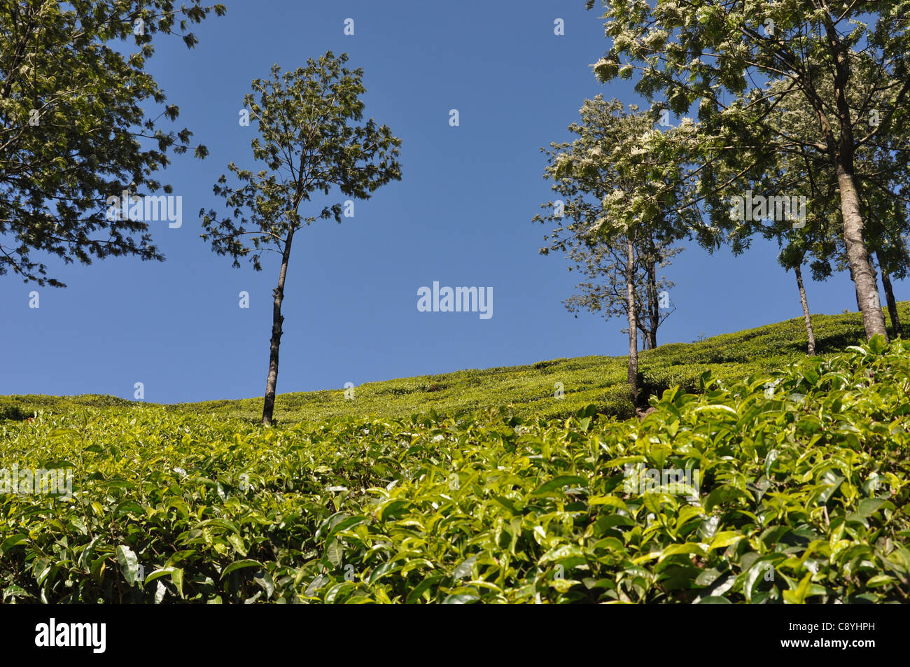 Silver oak tea plantation hires stock photography and images Alamy