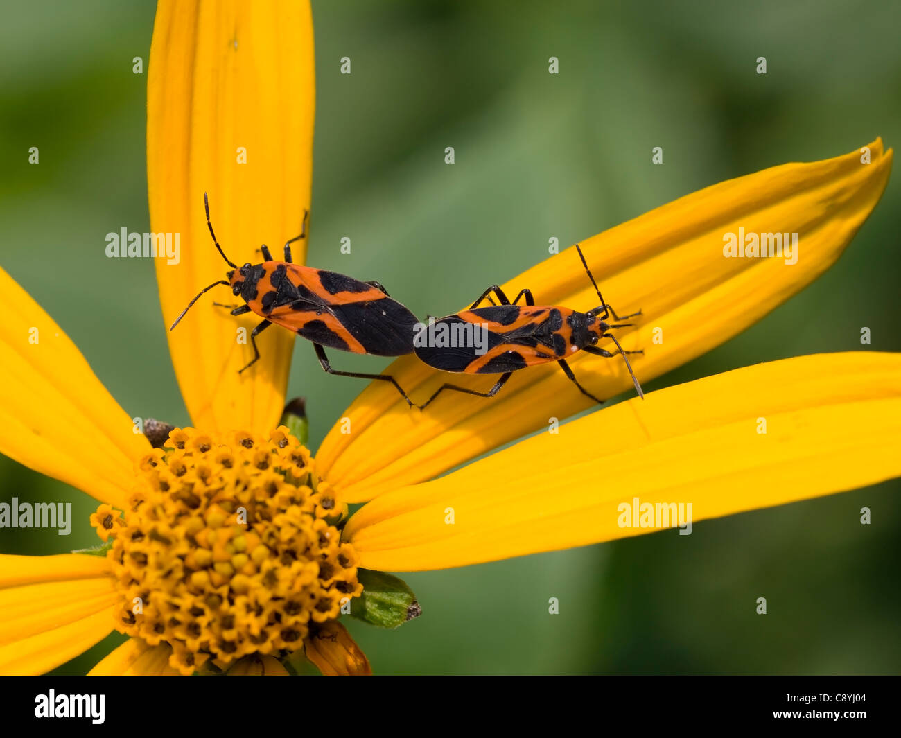 Small Eastern Milkweed Bugs (Lygaeus turcicus) mating on Jerusalem Artichoke (Helianthus tuberosus) Stock Photo