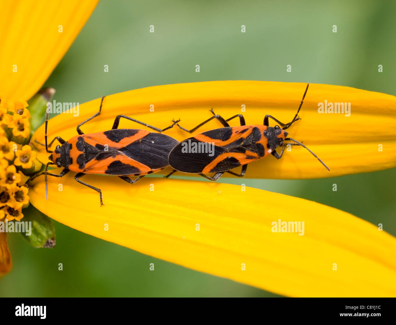 Small Eastern Milkweed Bugs (Lygaeus turcicus) mating on Jerusalem Artichoke (Helianthus tuberosus) Stock Photo