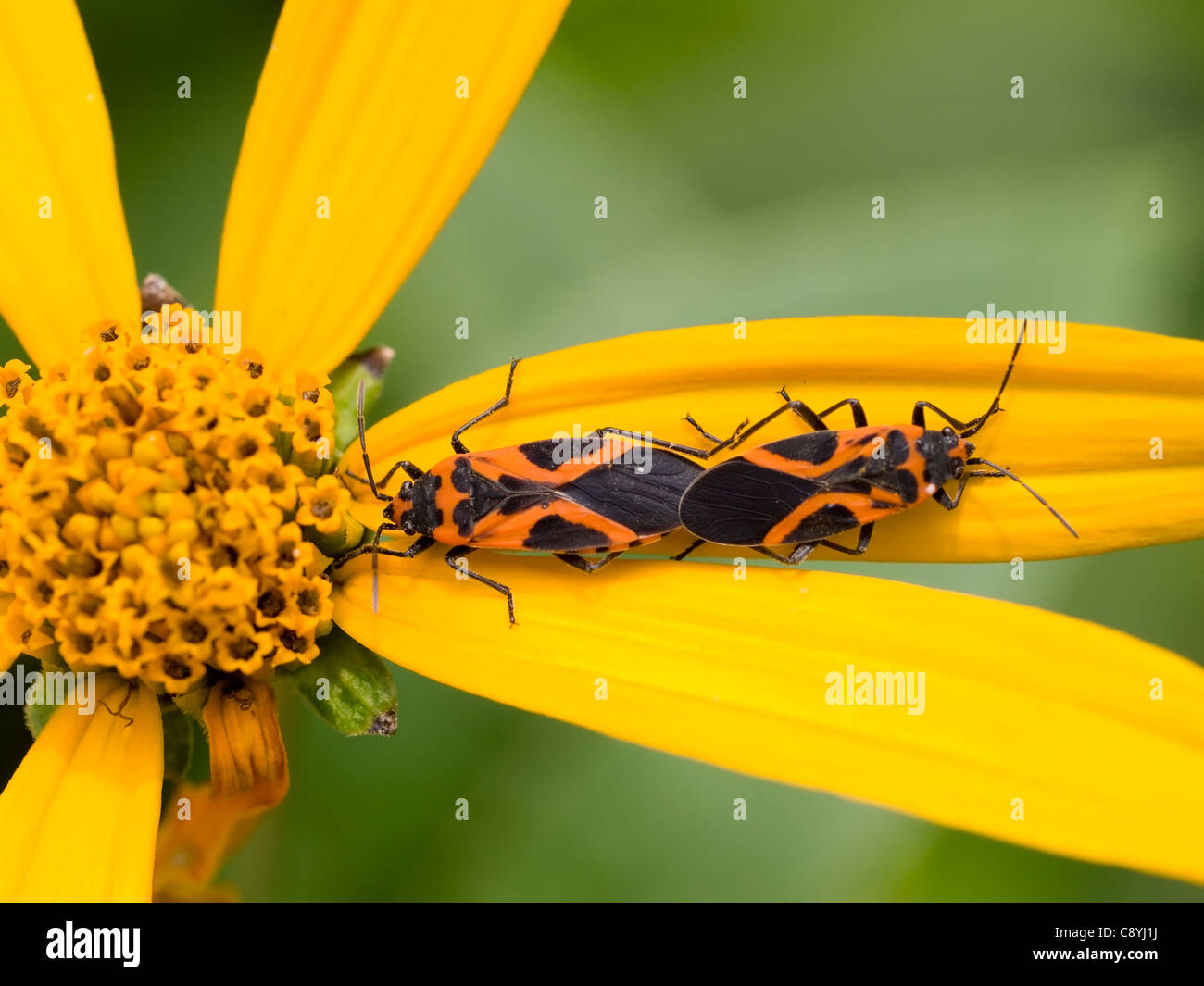 Small Eastern Milkweed Bugs (Lygaeus turcicus) mating on Jerusalem Artichoke (Helianthus tuberosus) Stock Photo