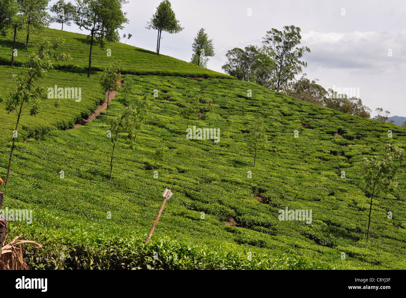 A whole hill side in Munnar planted with tea plants and shade trees and road cutting through the plantation Stock Photo