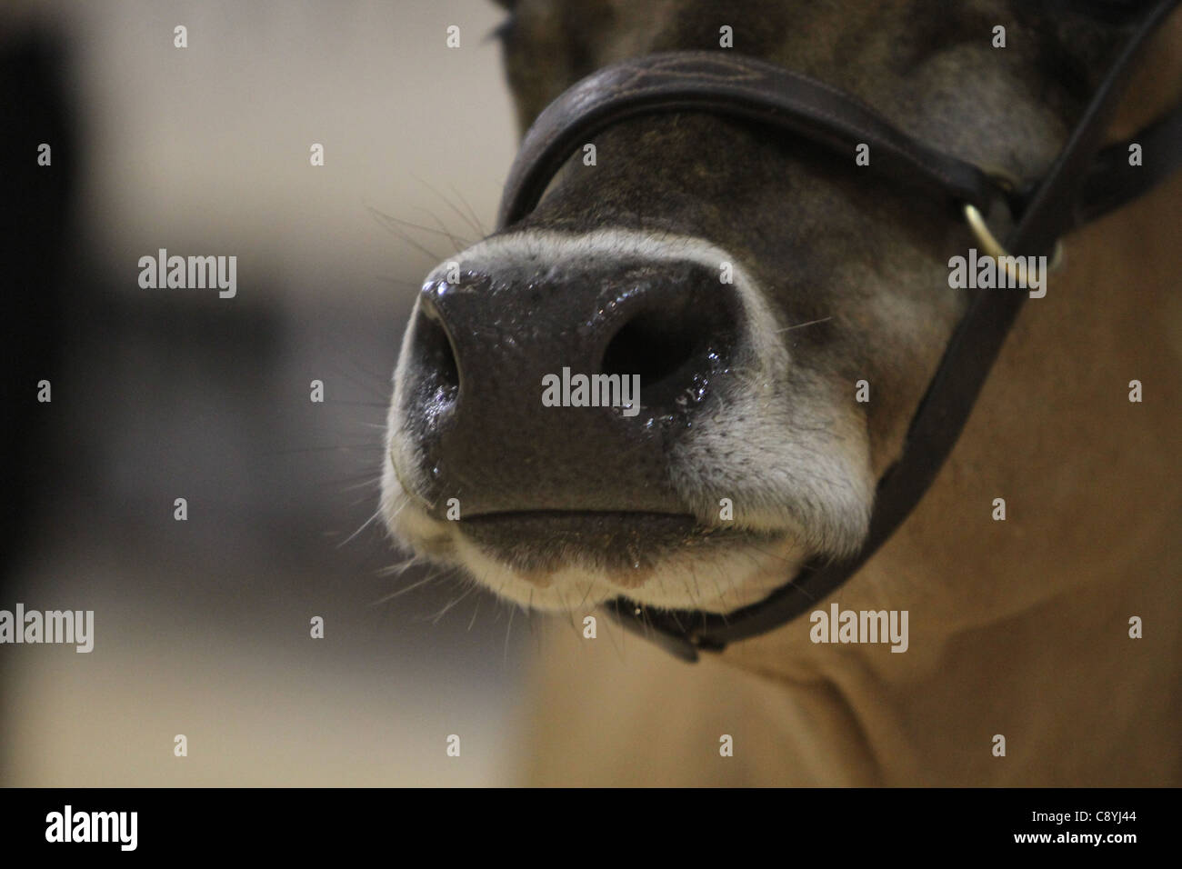 Cows Nose Stock Photo