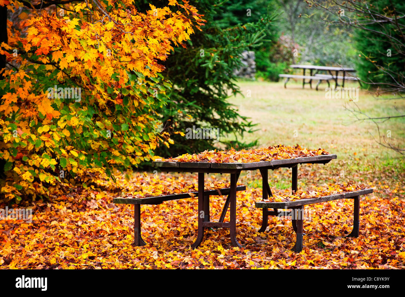 Picnic table covered with colorful fall leaves, Algonquin Park, Canada. Stock Photo