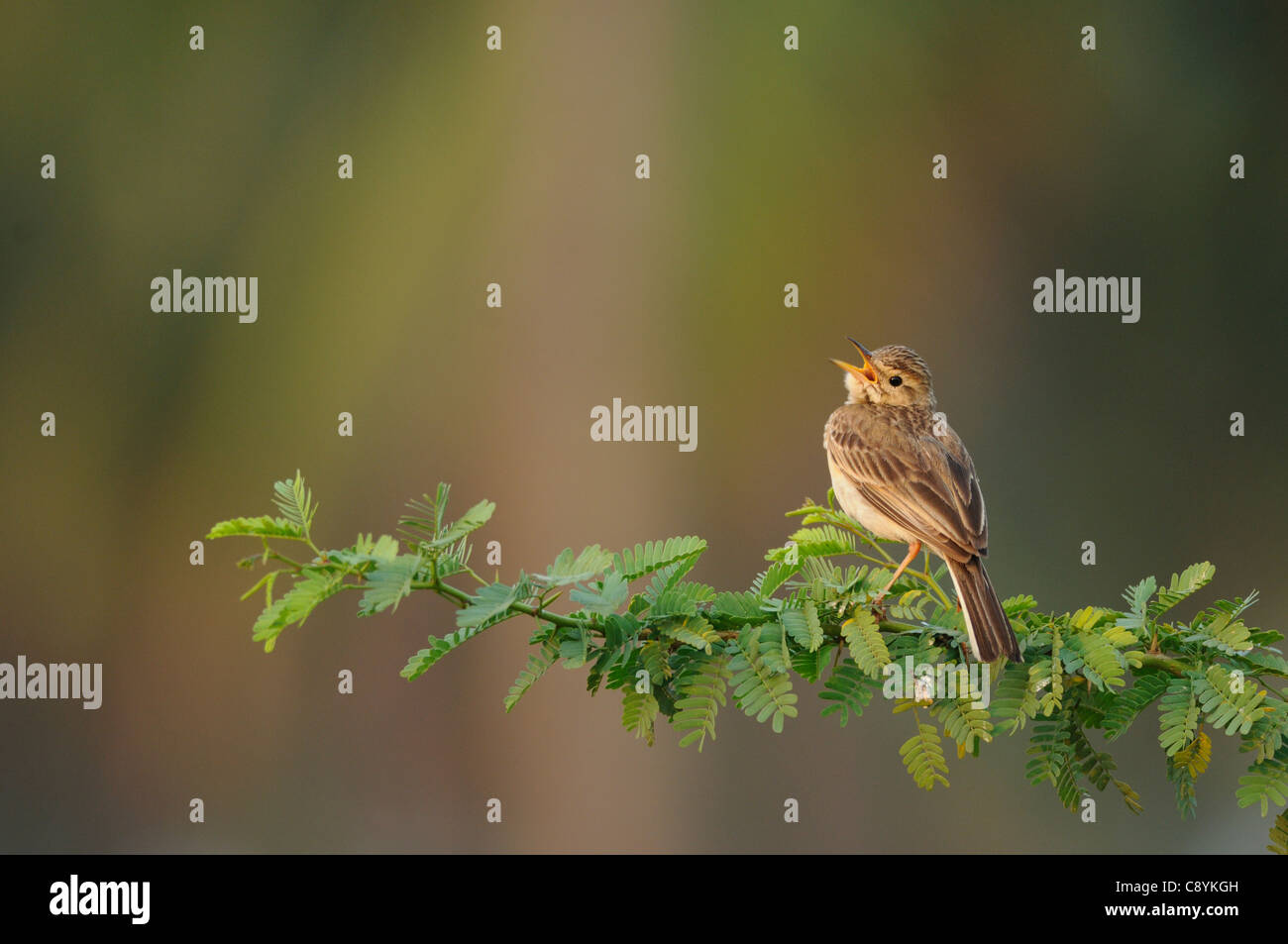 Paddy Field Pipit calling out from a branch early morning near Bangalore, India Stock Photo