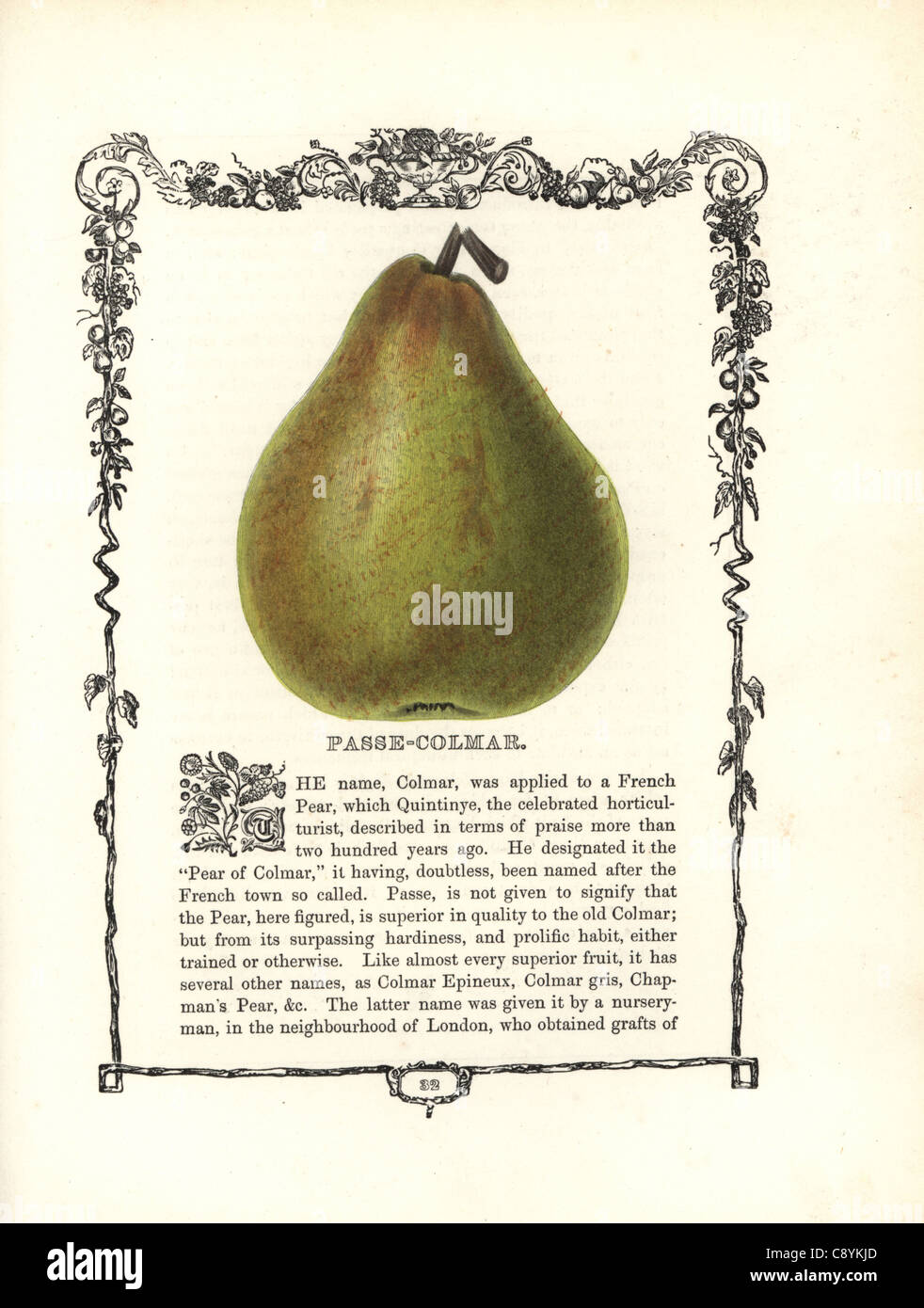 Passe-Colmar pear, Pyrus domestica Stock Photo
