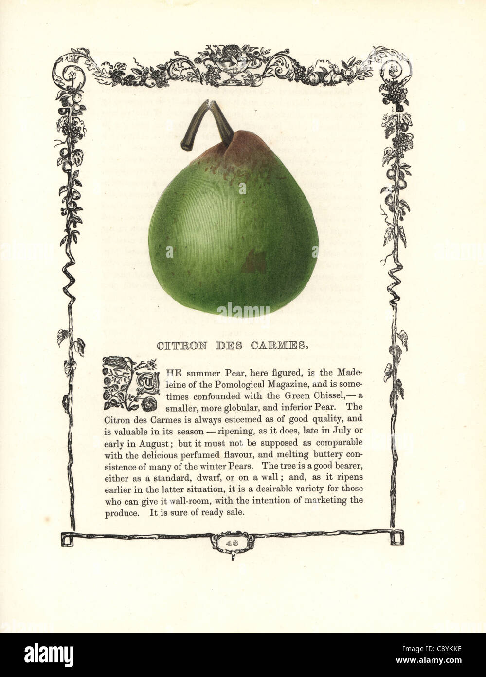 Poirier citron des carmes Bio / Conv main image 0