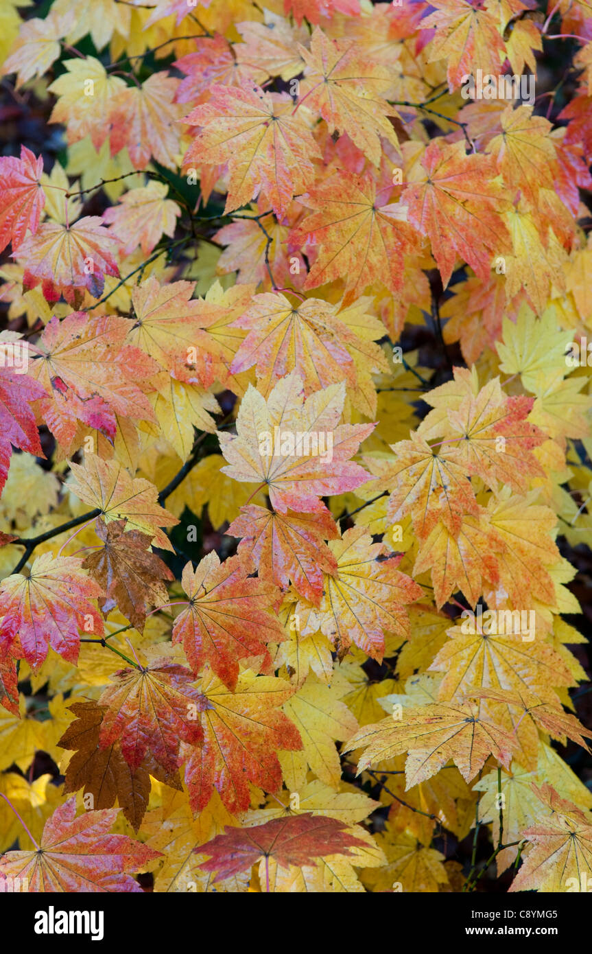 Full Moon Maple: Acer japonicum 'vitifolium' Stock Photo