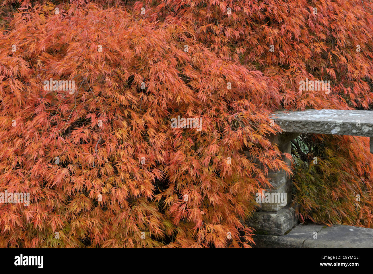 Japanese Maple: Acer palmatum 'dissectum' Stock Photo