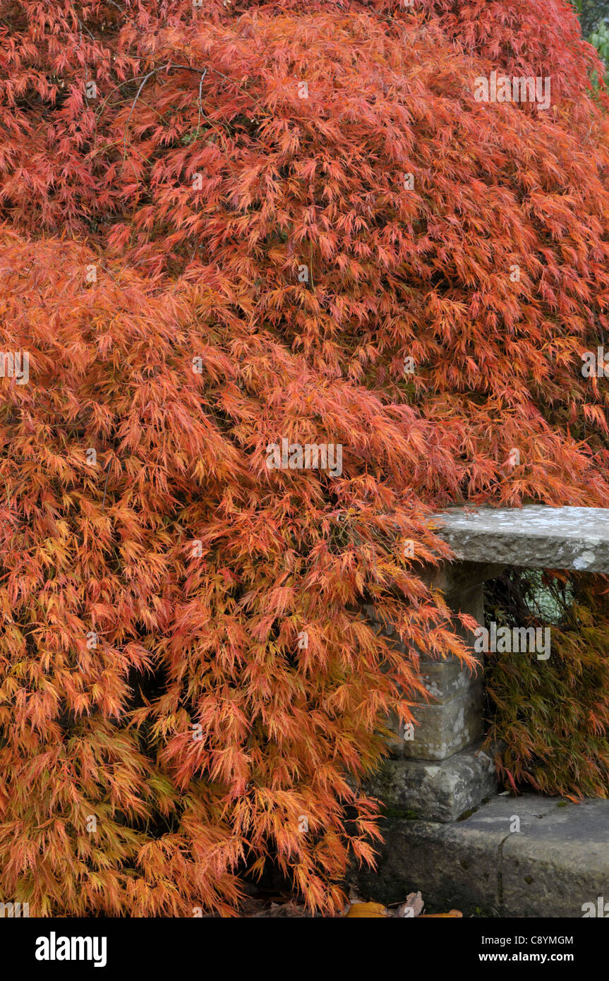 Japanese Maple: Acer palmatum 'dissectum' Stock Photo