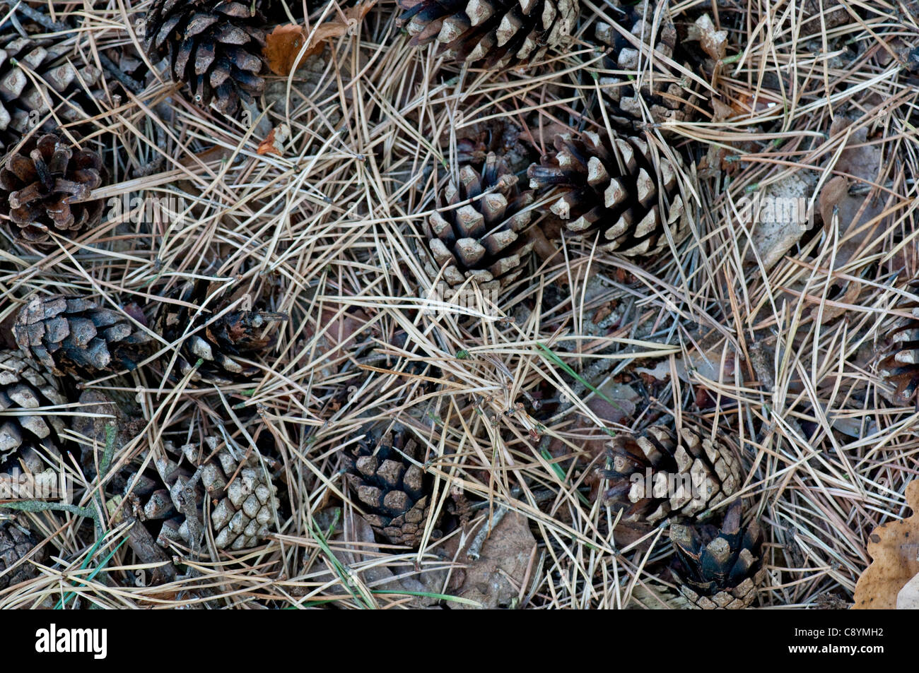 Scots Pine: Pinus sylvestris. Needles and cones on ground in autumn Stock Photo