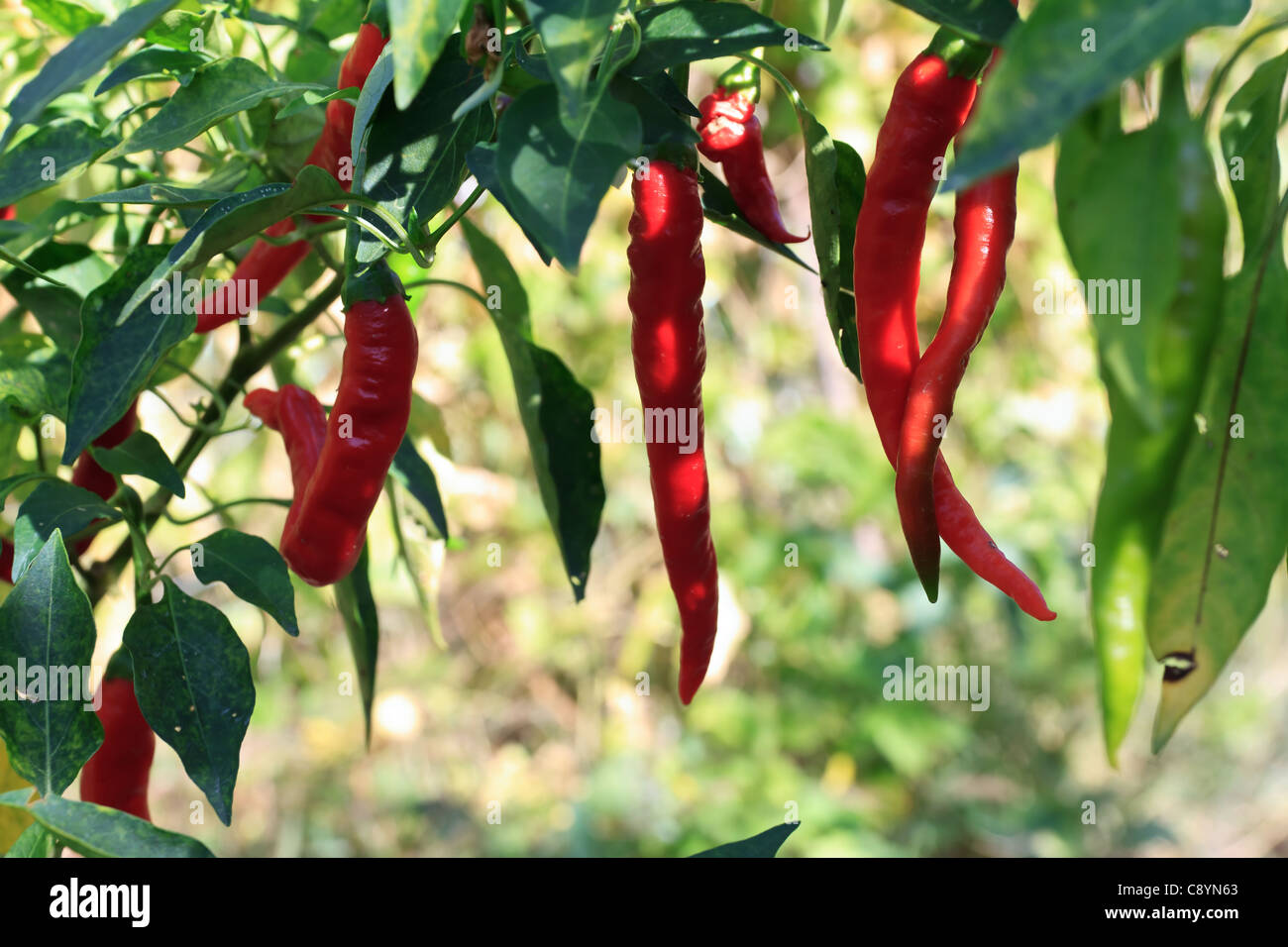 ripe chili peppers hang on a plant outdoor Stock Photo