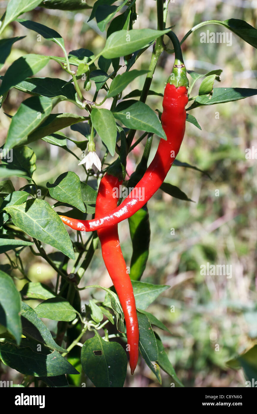 ripe chili peppers hang on a plant outddor Stock Photo