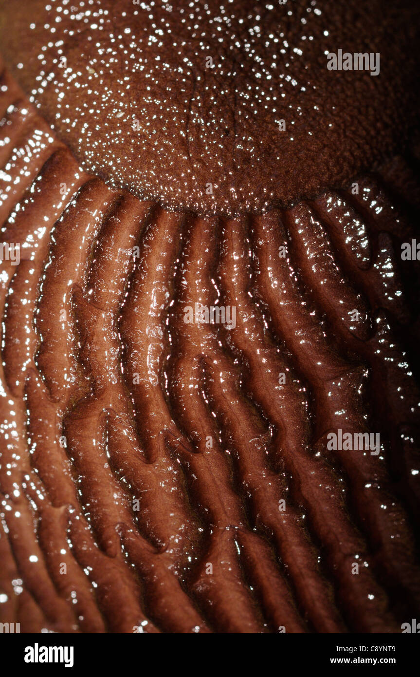 Detail of the back of a slug (Arion ater) Stock Photo