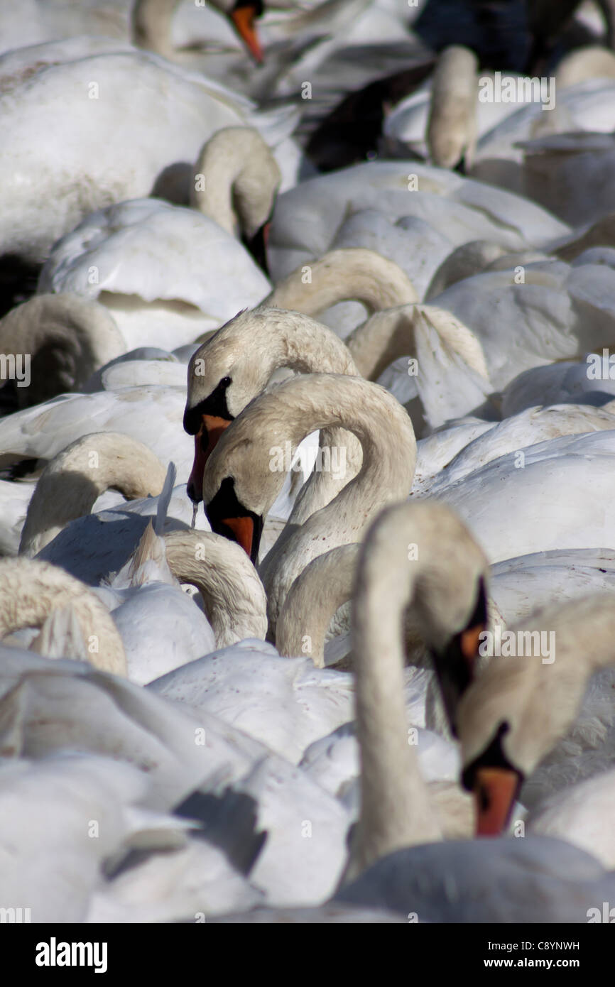 large herd of wild white swans Stock Photo
