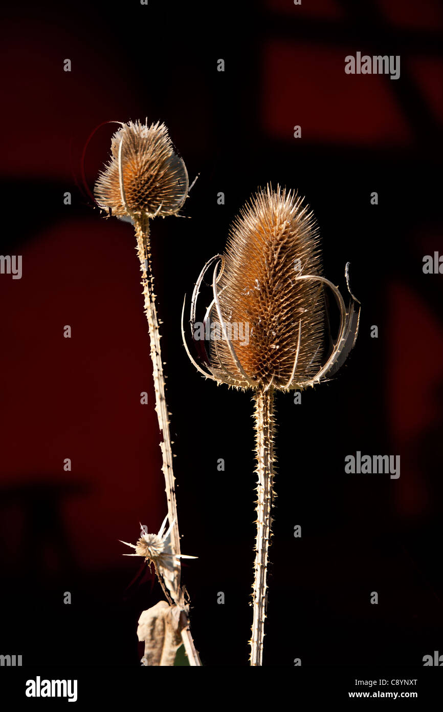 teasels Stock Photo